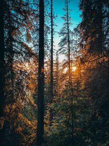Preview wallpaper forest, branches, spruce, sun, rays
