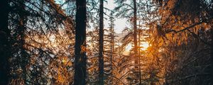 Preview wallpaper forest, branches, spruce, sun, rays