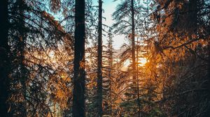 Preview wallpaper forest, branches, spruce, sun, rays