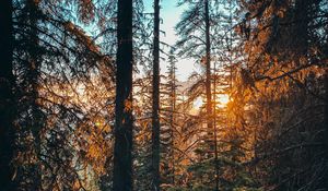 Preview wallpaper forest, branches, spruce, sun, rays