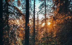 Preview wallpaper forest, branches, spruce, sun, rays