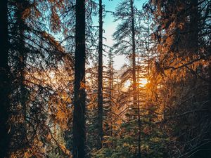 Preview wallpaper forest, branches, spruce, sun, rays