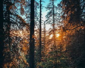 Preview wallpaper forest, branches, spruce, sun, rays