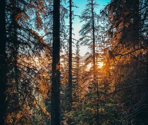 Preview wallpaper forest, branches, spruce, sun, rays