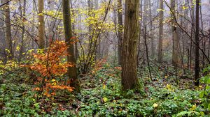 Preview wallpaper forest, branches, trees, grass