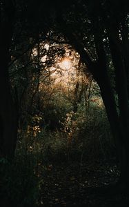 Preview wallpaper forest, branches, trees, rays, sun