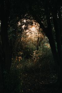 Preview wallpaper forest, branches, trees, rays, sun