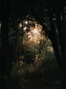 Preview wallpaper forest, branches, trees, rays, sun