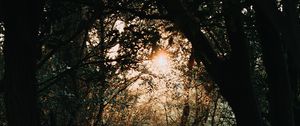 Preview wallpaper forest, branches, trees, rays, sun