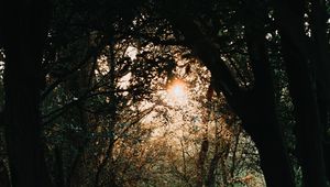 Preview wallpaper forest, branches, trees, rays, sun