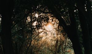 Preview wallpaper forest, branches, trees, rays, sun