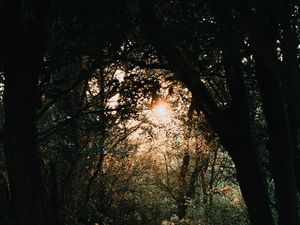 Preview wallpaper forest, branches, trees, rays, sun