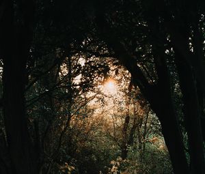 Preview wallpaper forest, branches, trees, rays, sun