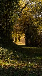 Preview wallpaper forest, bushes, grass, trees