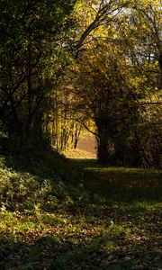 Preview wallpaper forest, bushes, grass, trees