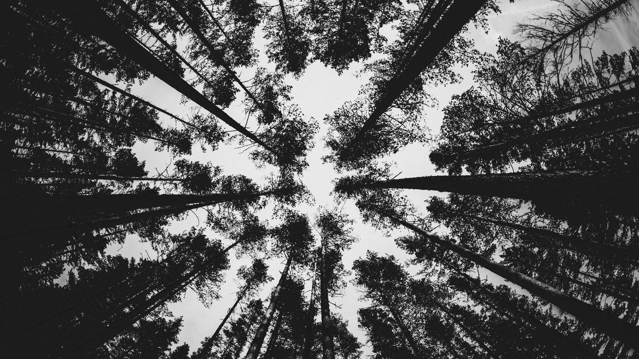 Wallpaper forest, bw, trees, pines