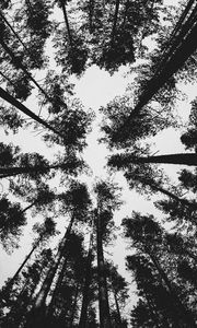 Preview wallpaper forest, bw, trees, pines