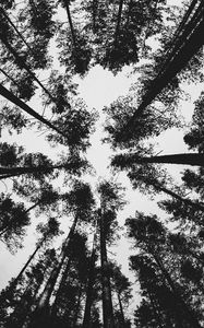 Preview wallpaper forest, bw, trees, pines