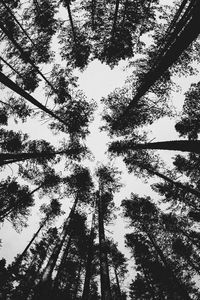 Preview wallpaper forest, bw, trees, pines