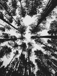 Preview wallpaper forest, bw, trees, pines