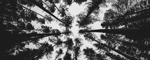 Preview wallpaper forest, bw, trees, pines