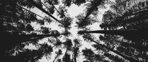 Preview wallpaper forest, bw, trees, pines