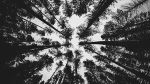Preview wallpaper forest, bw, trees, pines