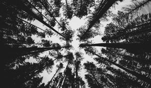 Preview wallpaper forest, bw, trees, pines