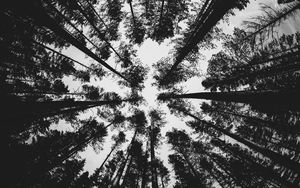 Preview wallpaper forest, bw, trees, pines