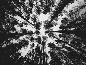 Preview wallpaper forest, bw, trees, pines