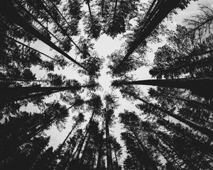 Preview wallpaper forest, bw, trees, pines