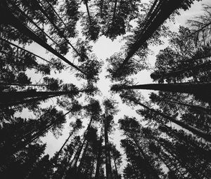 Preview wallpaper forest, bw, trees, pines