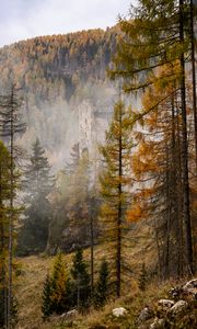 Preview wallpaper forest, castle, fog, hill, autumn