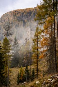 Preview wallpaper forest, castle, fog, hill, autumn