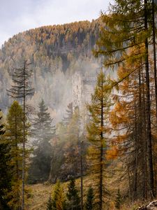 Preview wallpaper forest, castle, fog, hill, autumn