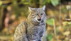 Preview wallpaper forest cat, cat, aggression, sitting