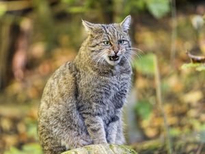 Preview wallpaper forest cat, cat, aggression, sitting