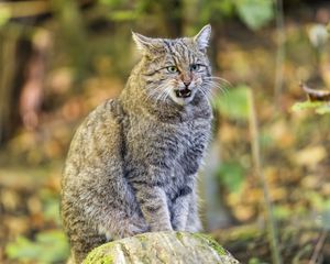 Preview wallpaper forest cat, cat, aggression, sitting