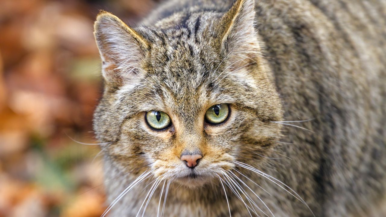 Wallpaper forest cat, predator, wildlife, animal