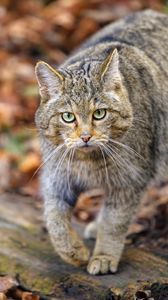 Preview wallpaper forest cat, predator, wildlife, animal