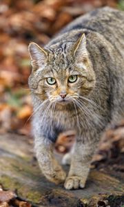 Preview wallpaper forest cat, predator, wildlife, animal