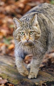 Preview wallpaper forest cat, predator, wildlife, animal