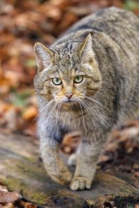 Preview wallpaper forest cat, predator, wildlife, animal