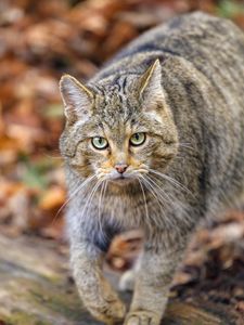 Preview wallpaper forest cat, predator, wildlife, animal