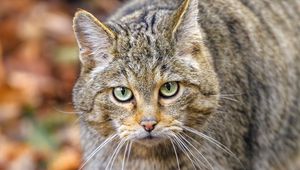 Preview wallpaper forest cat, predator, wildlife, animal