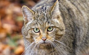 Preview wallpaper forest cat, predator, wildlife, animal