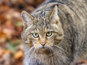 Preview wallpaper forest cat, predator, wildlife, animal