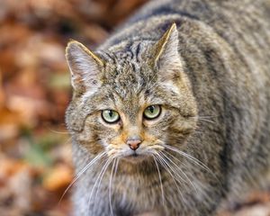 Preview wallpaper forest cat, predator, wildlife, animal