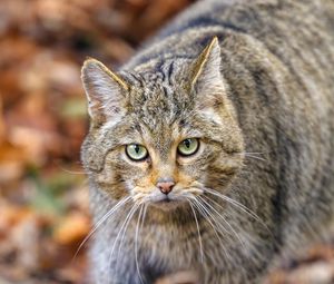 Preview wallpaper forest cat, predator, wildlife, animal