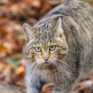 Preview wallpaper forest cat, predator, wildlife, animal